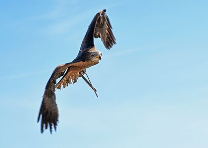 Sky falconry bird