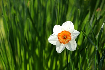 Daffodil Narcissus photo