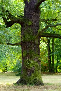 Tribe green forest photo