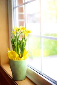 Daffodils Window photo