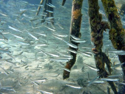 Underwater animals swarm photo