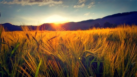 Sunset Wheat Field photo