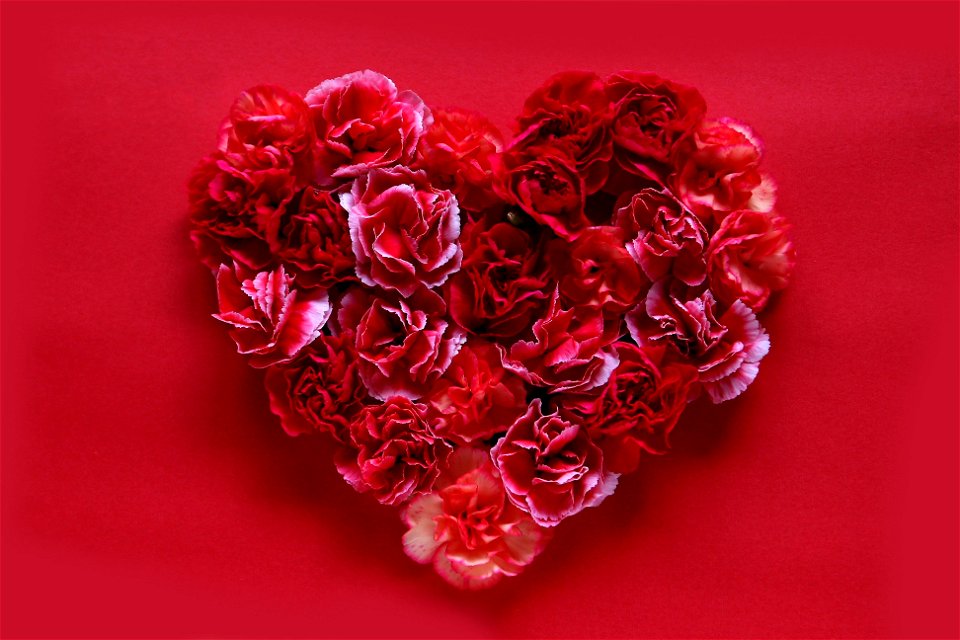 Carnation Heart