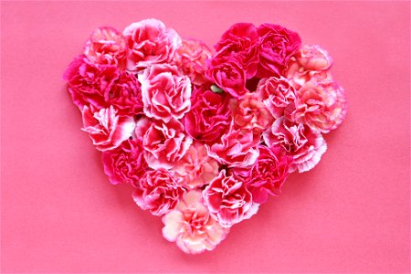 Carnation Heart photo