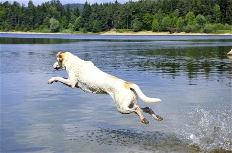 Dog Diving photo