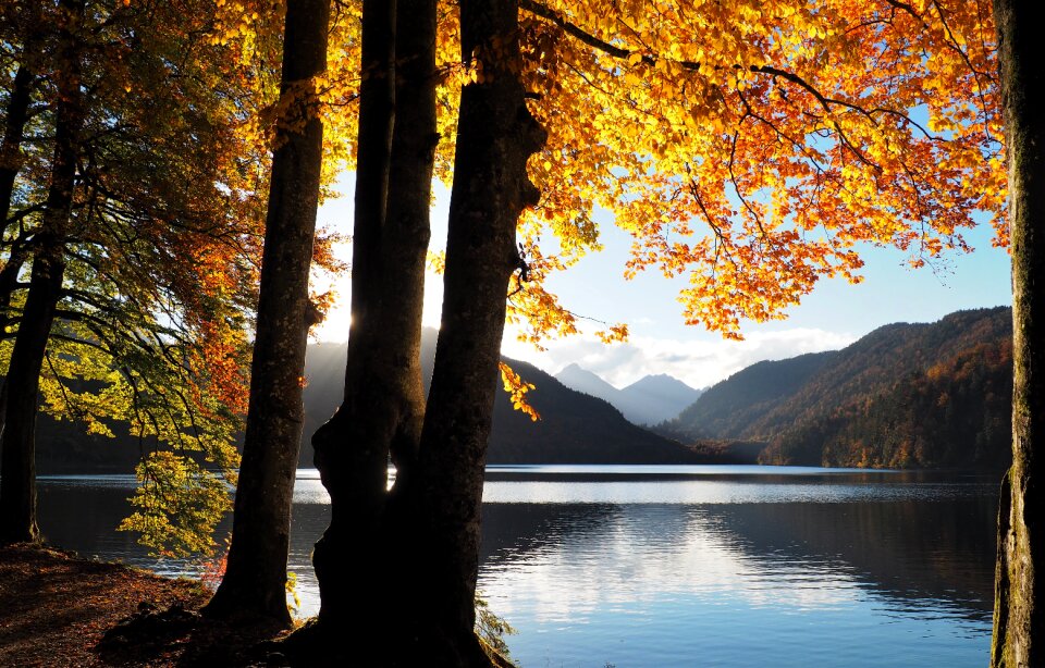 Yellow nature forest