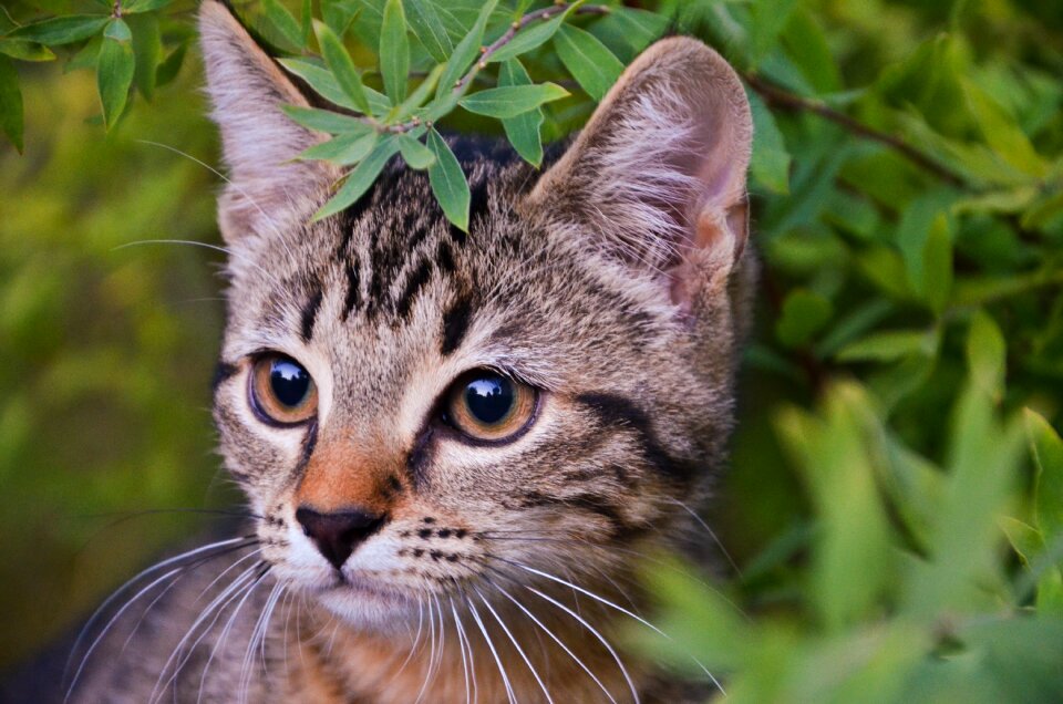 Pet cute domestic cat