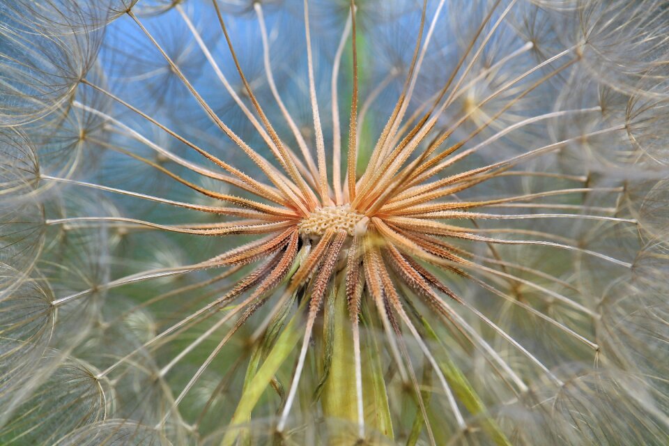 Nature plant floral