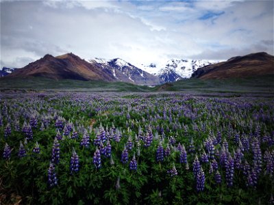 Mountain Flower photo