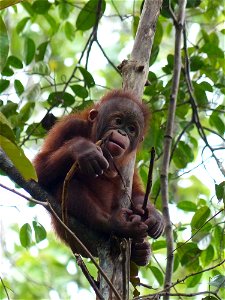 Orangutan Baby photo