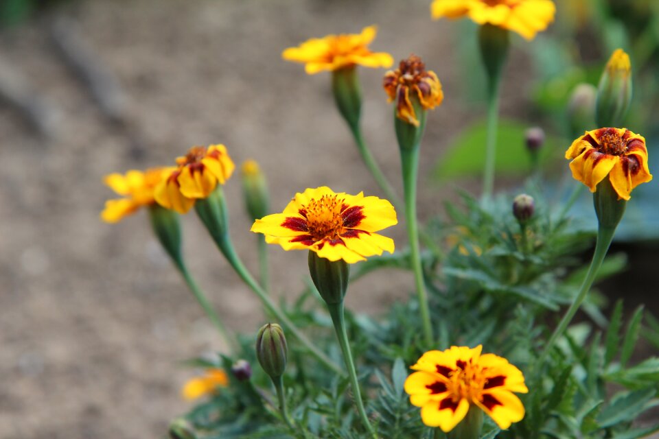 Carnation of india flower tagetes