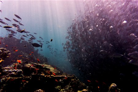 Bigeye Trevally Underwater