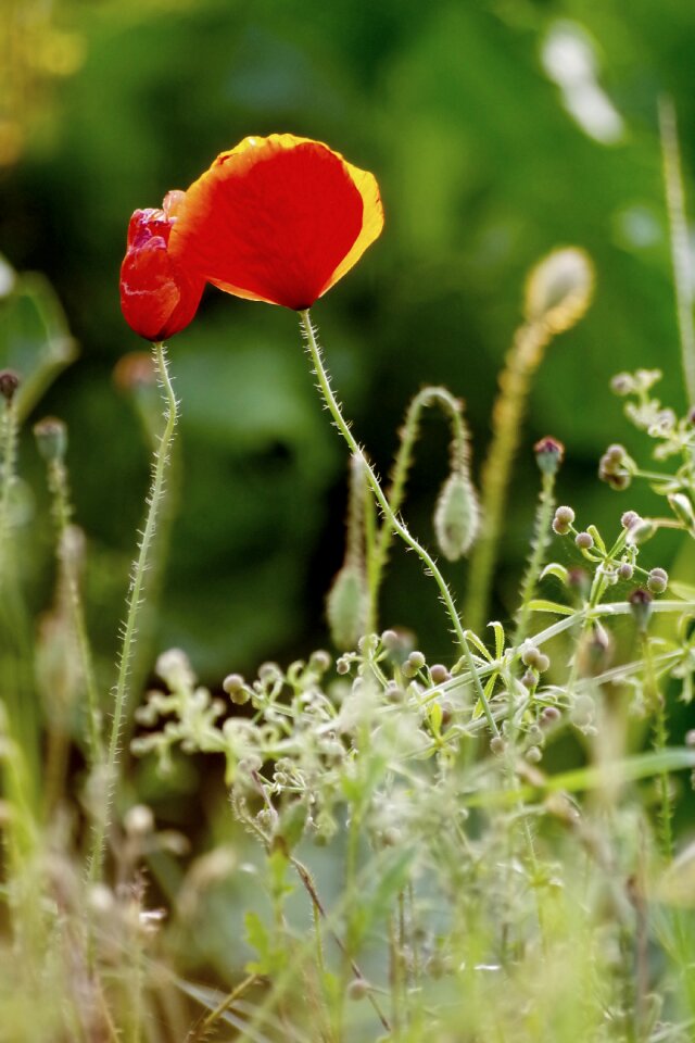 Poppy nature poppy flower