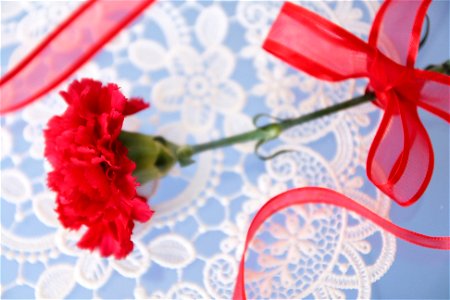 Carnation Mothers Day