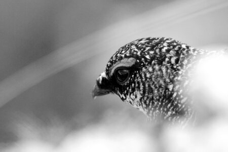 Bianca species bird