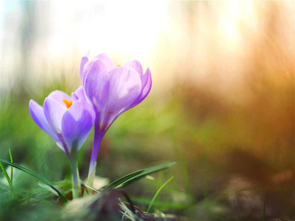 Crocus Flower photo