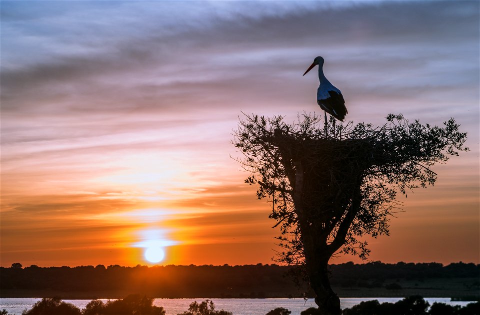 Sunset Stork