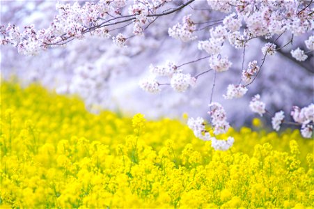 Cherry Rape Blossoms photo