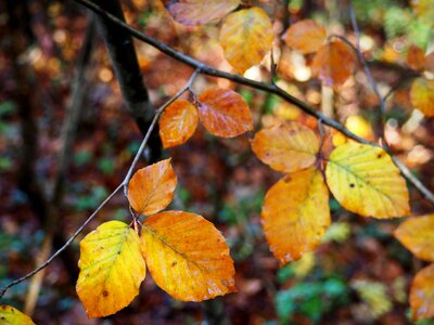Nature autumn tree photo