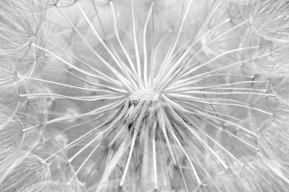 Black white monochrome high key