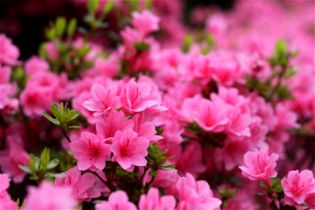 Azalea Flower