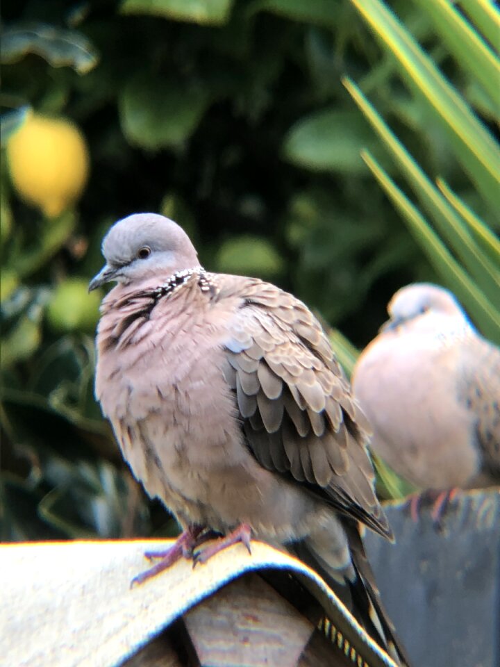 Pigeon birds feathers