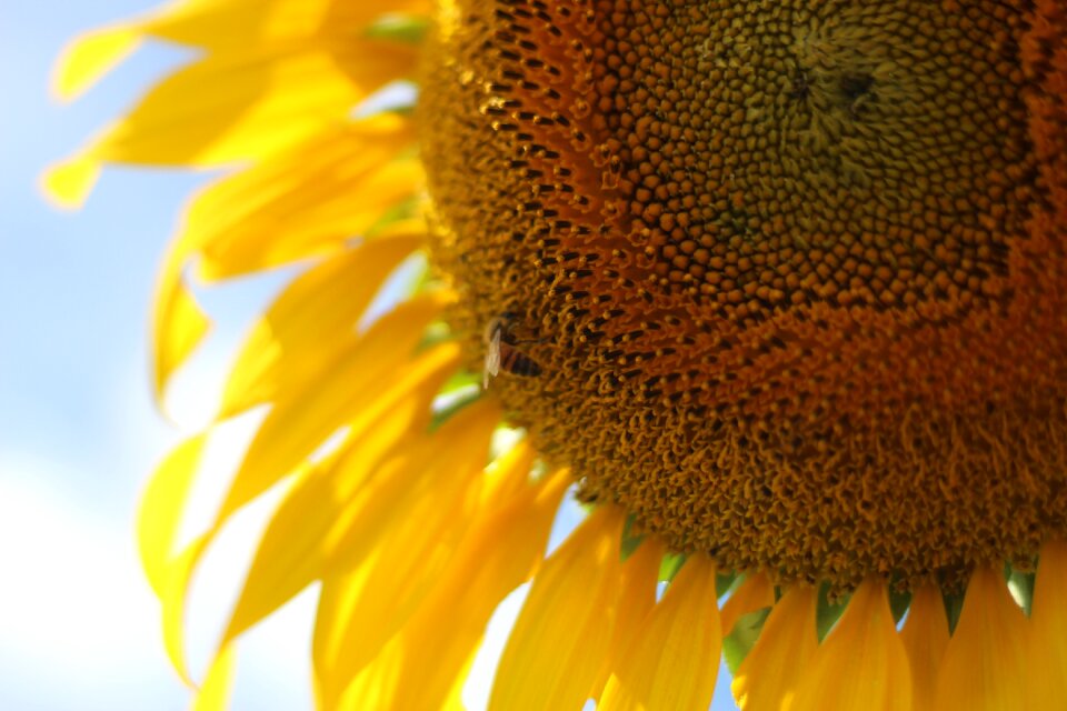 Summer nature open