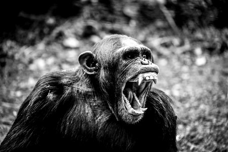 Common Chimpanzee photo