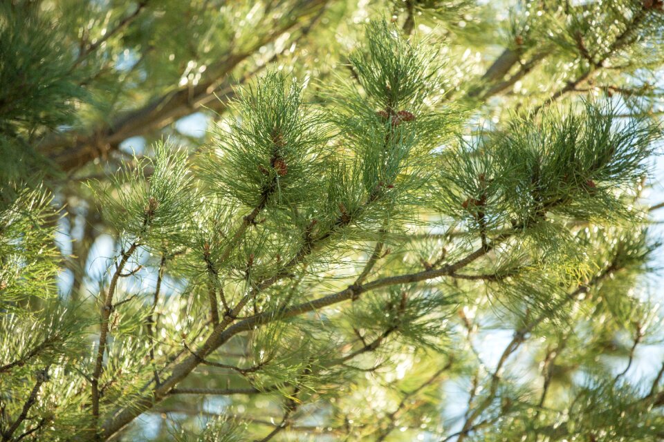 Trees evergreen tree