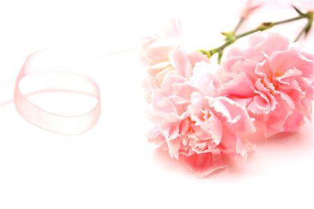 Carnation Mothers Day