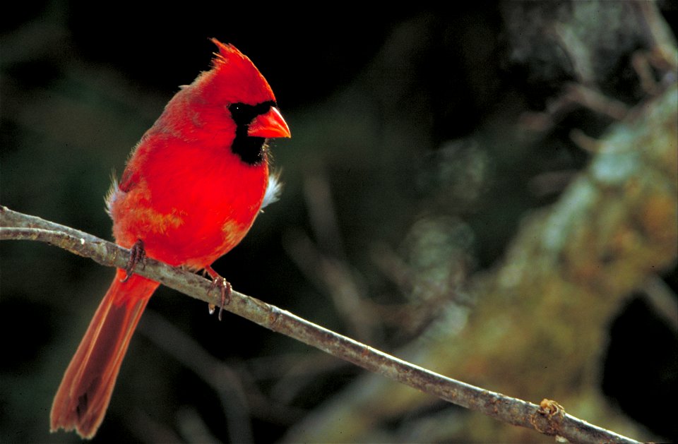 Northern Cardinal