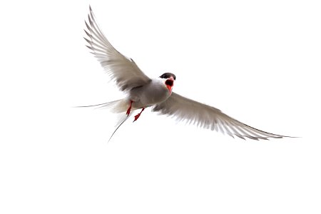 Arctic Tern photo