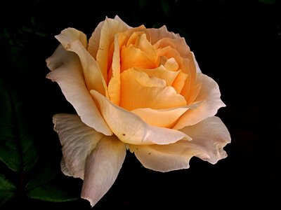 Beauty garden love