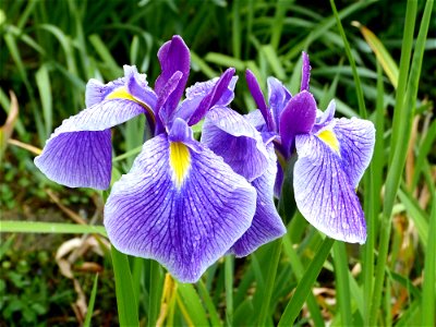 Iris Ensata