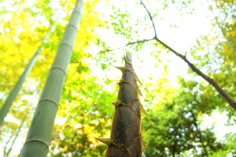 Bamboo Shoot