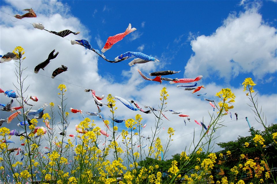 Canola Flower Koinobori