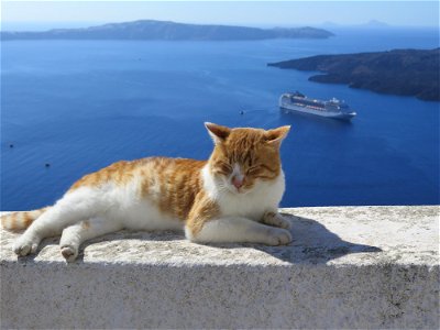Cat Santorini photo