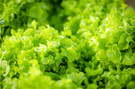Lettuce Vegetable photo