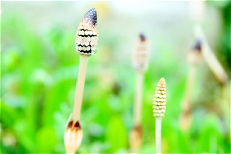 Field Horsetail