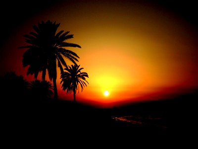 Sunset Palm Tree photo