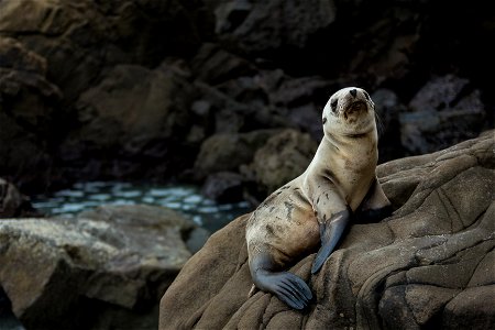 Fur Seal photo