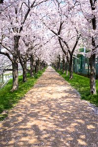 Cherry Blossoms Avenue