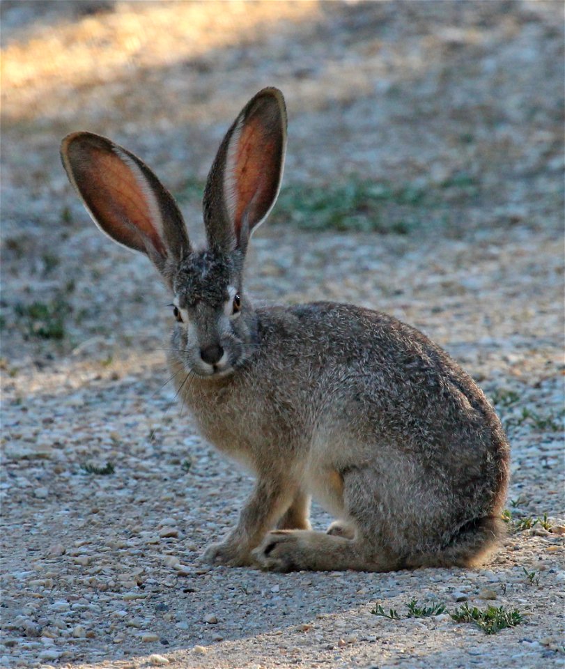 Black Tailed Jackrabbit