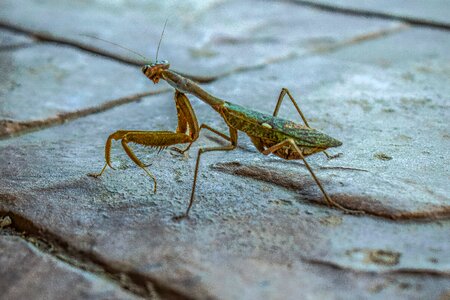 Nature animal praying mantis