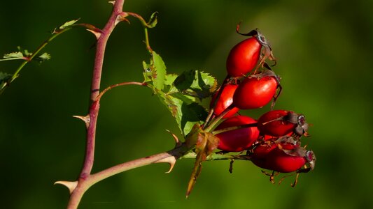 Thorns branches leaves