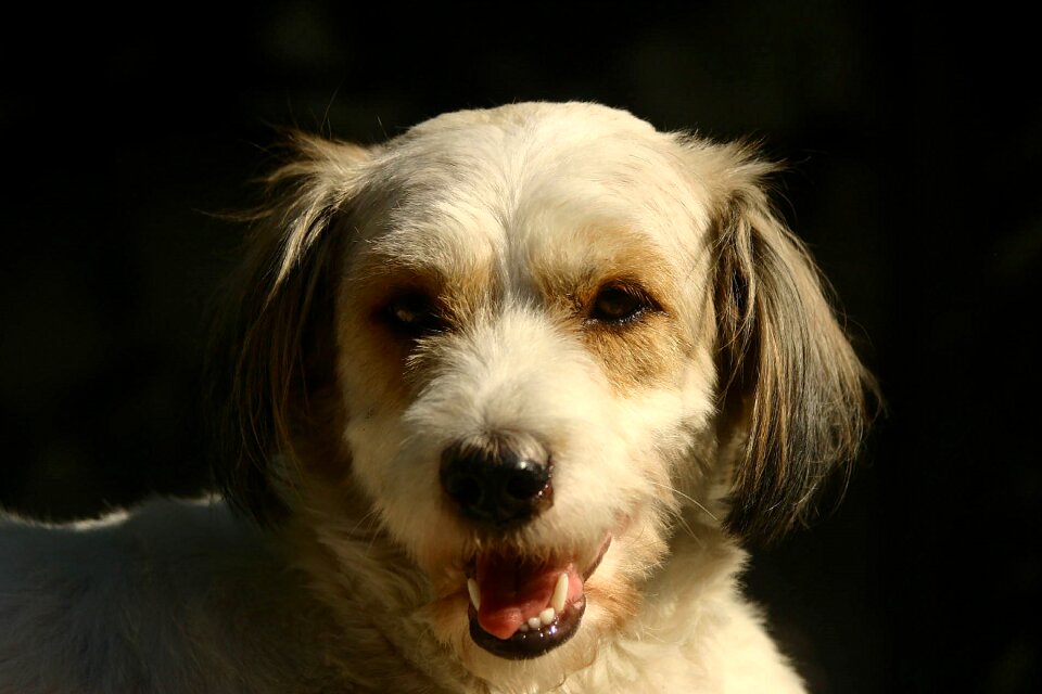 Dog animals pets