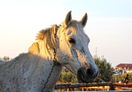 Horse white equine photo