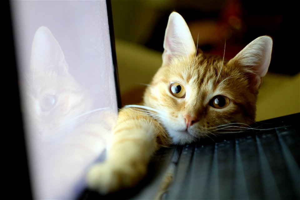 Cat Laptop
