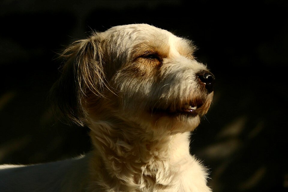 Dog animals pets