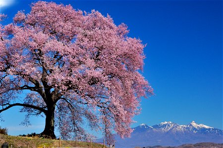 Cherry Blossom Tree